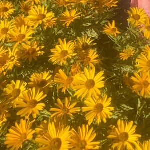 Meet your Posher, Ella